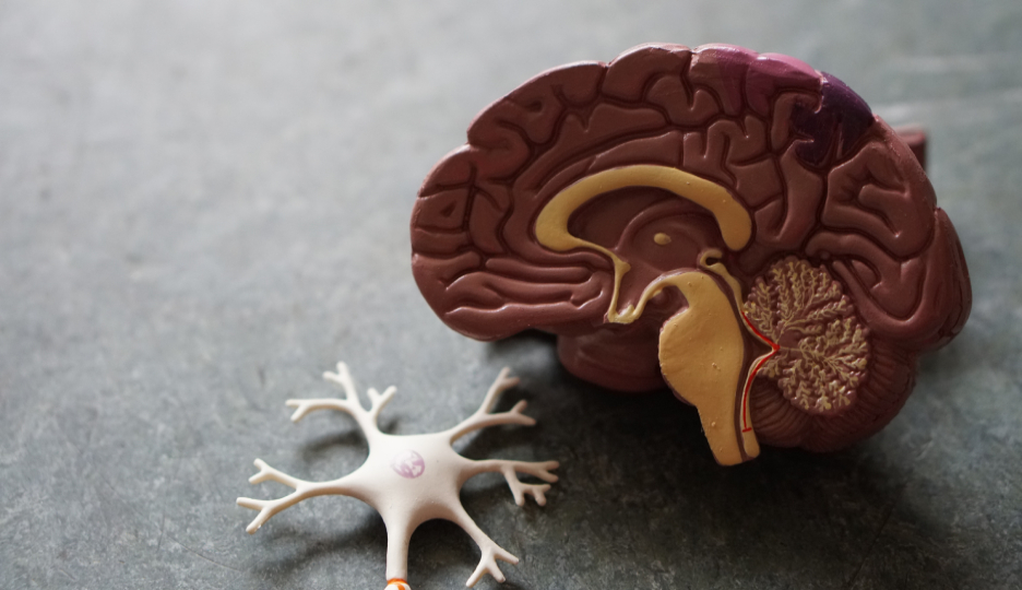 Neuropsicologia dos Transtornos Mentais: o elo entre o cérebro e a clínica psiquiátrica